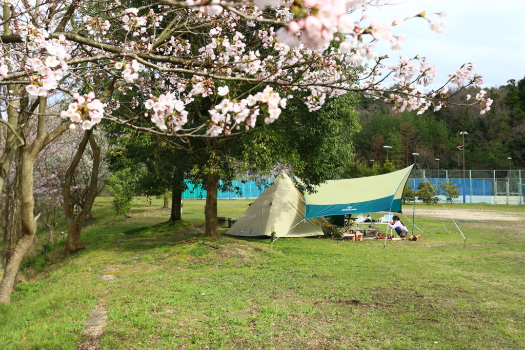 桜とテント