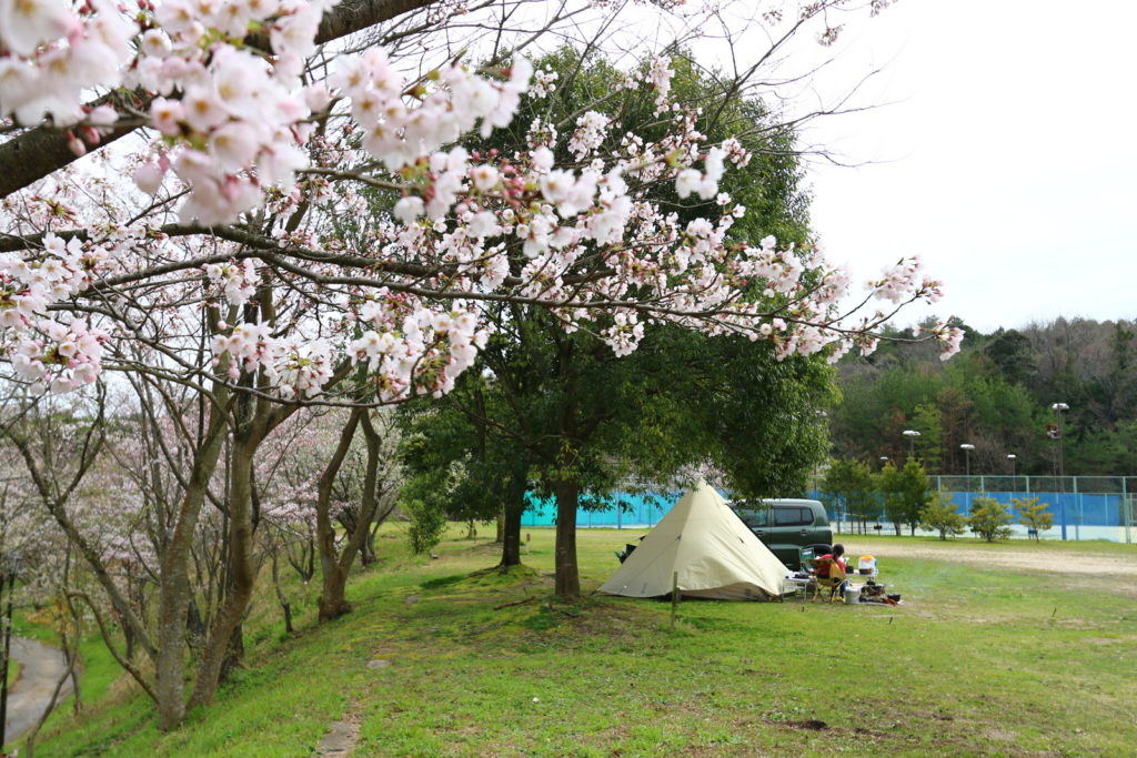 花見キャンプ